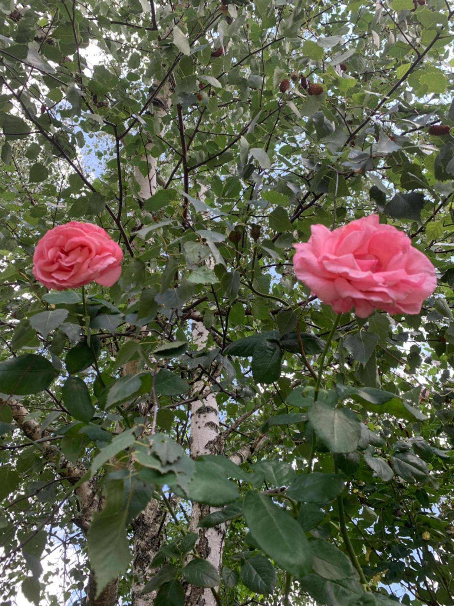 Residence Rokia 鲁瓦亚 外观 照片